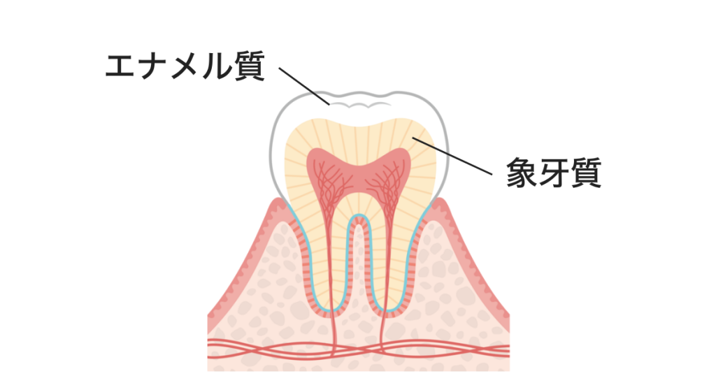 歯の構造図|エナメル質と象牙質が黄ばみに関係する仕組み