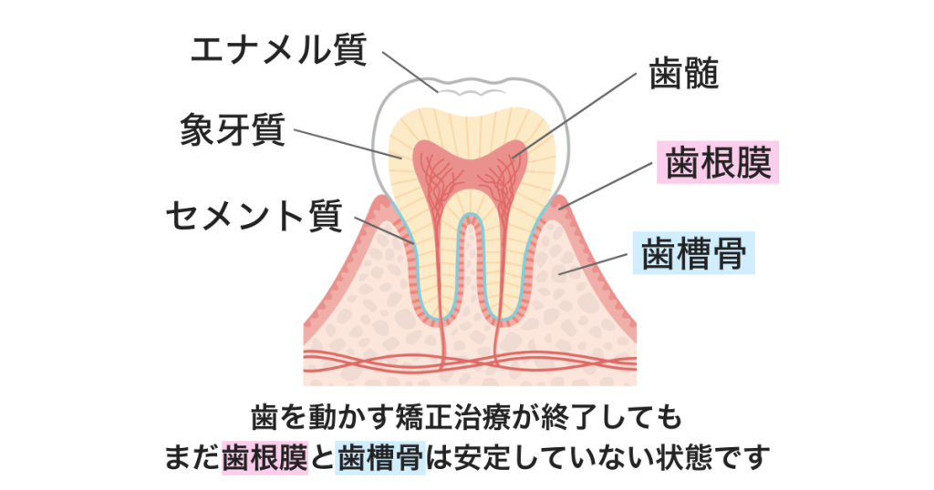 矯正 保定 歯槽骨